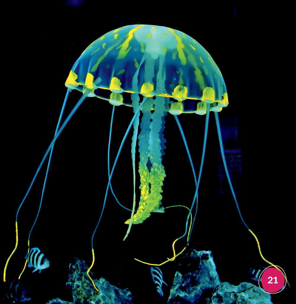 Parts of a Jellyfish bell tentacles Picture Glossary bell the top - photo 21