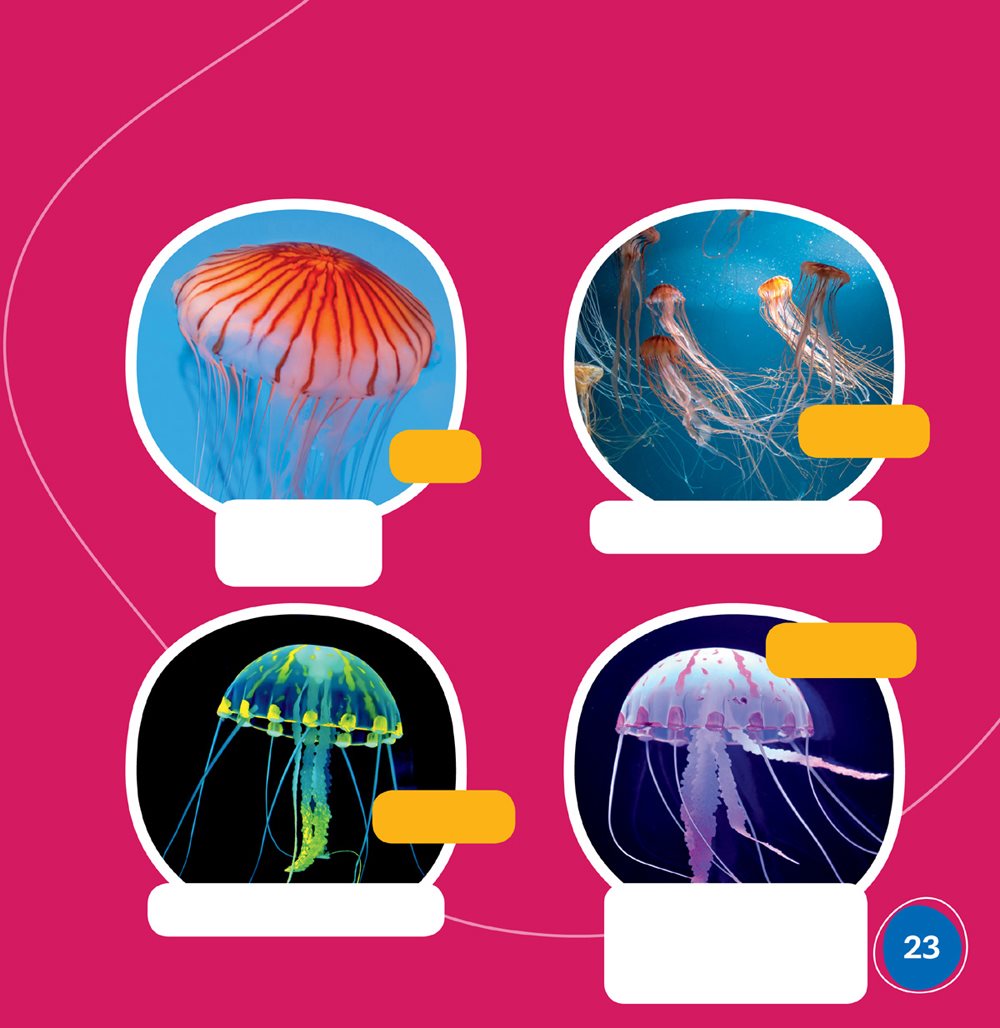 Picture Glossary bell the top of a jellyfish bloom a group of - photo 23