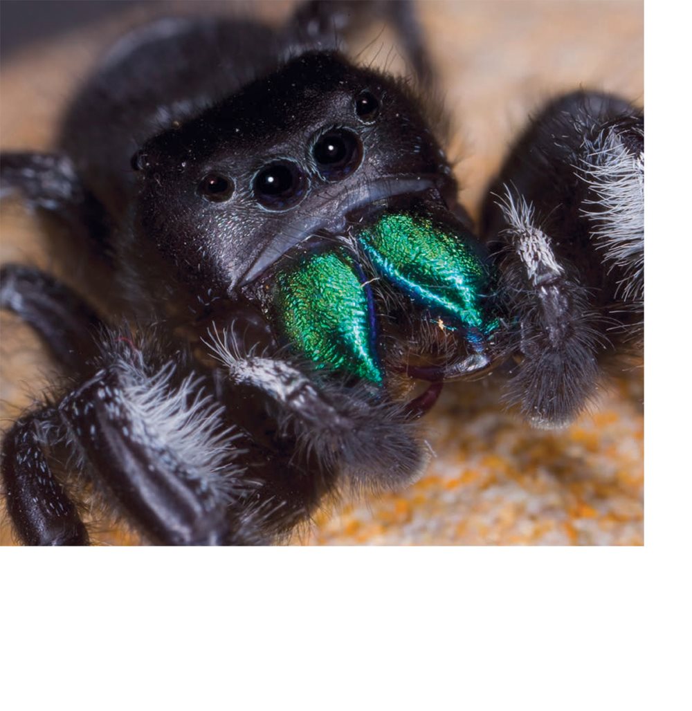 Spiders bite their food with two fangs Most spider venom does not - photo 12