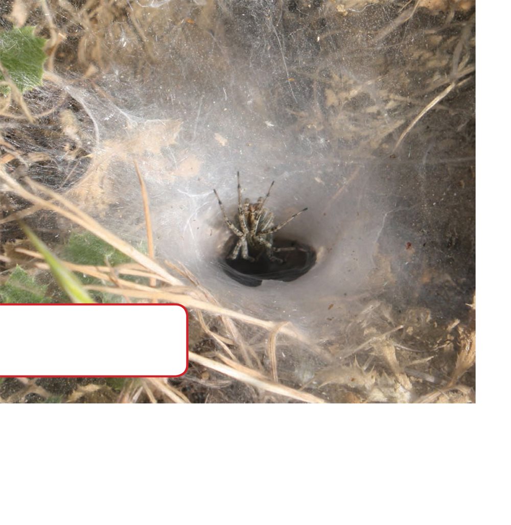 Webs can be shaped like circles balls lines or tubes Spiders use silk - photo 18