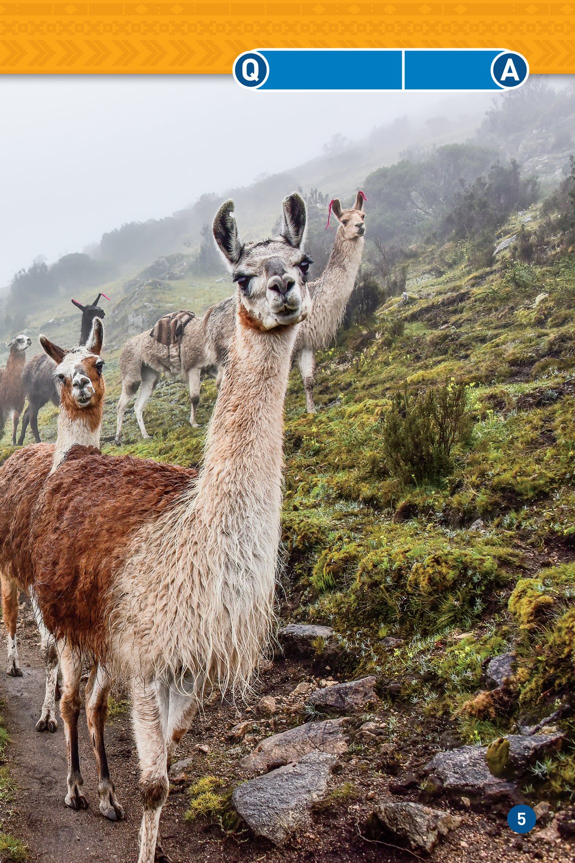 What kind of car does a llama drive A llamasine Llamas are made - photo 7