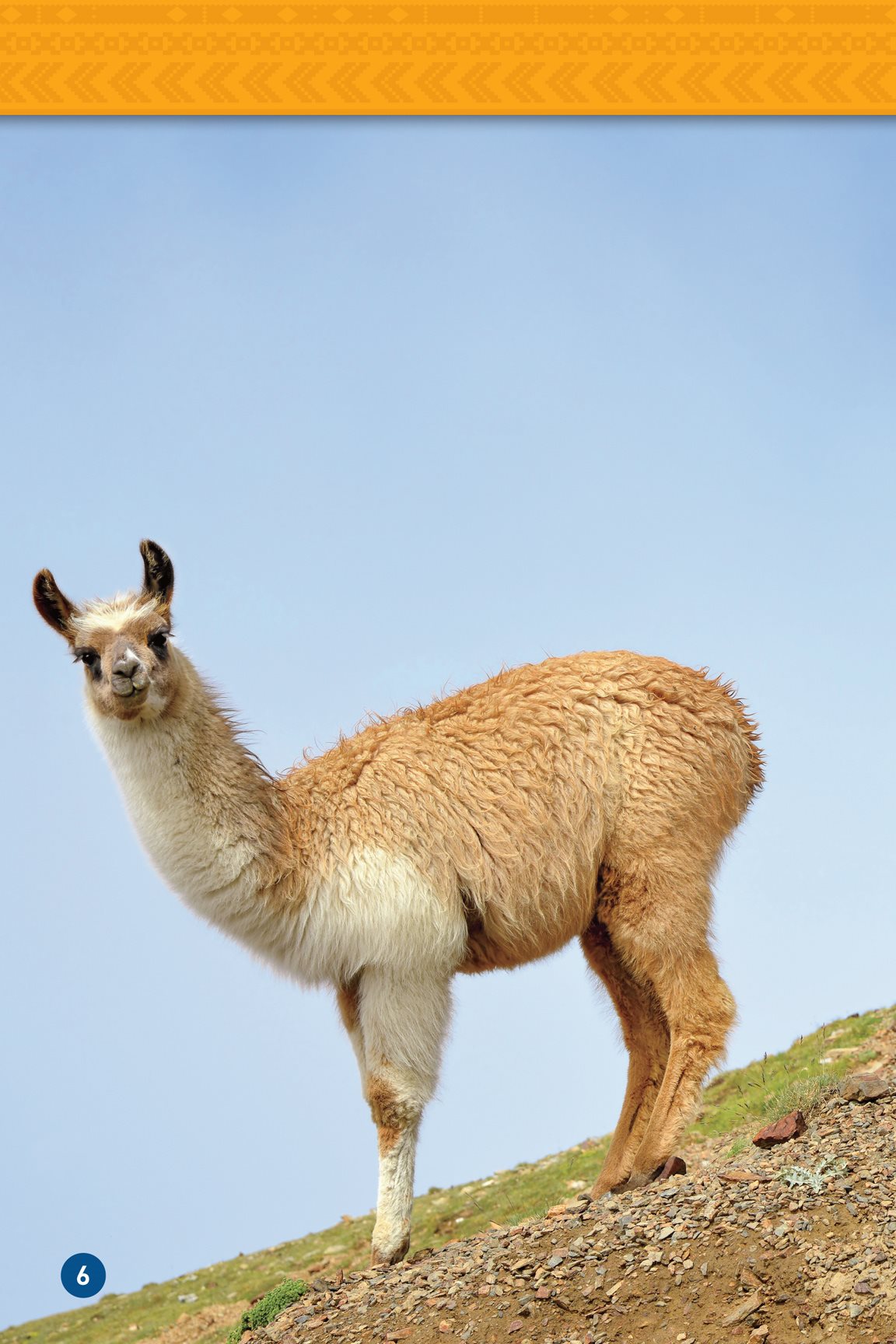 Llamas are made for mountain life Their thick hair keeps them warm Their - photo 8