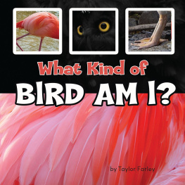 Taylor Farley - What Kind of Bird Am I?