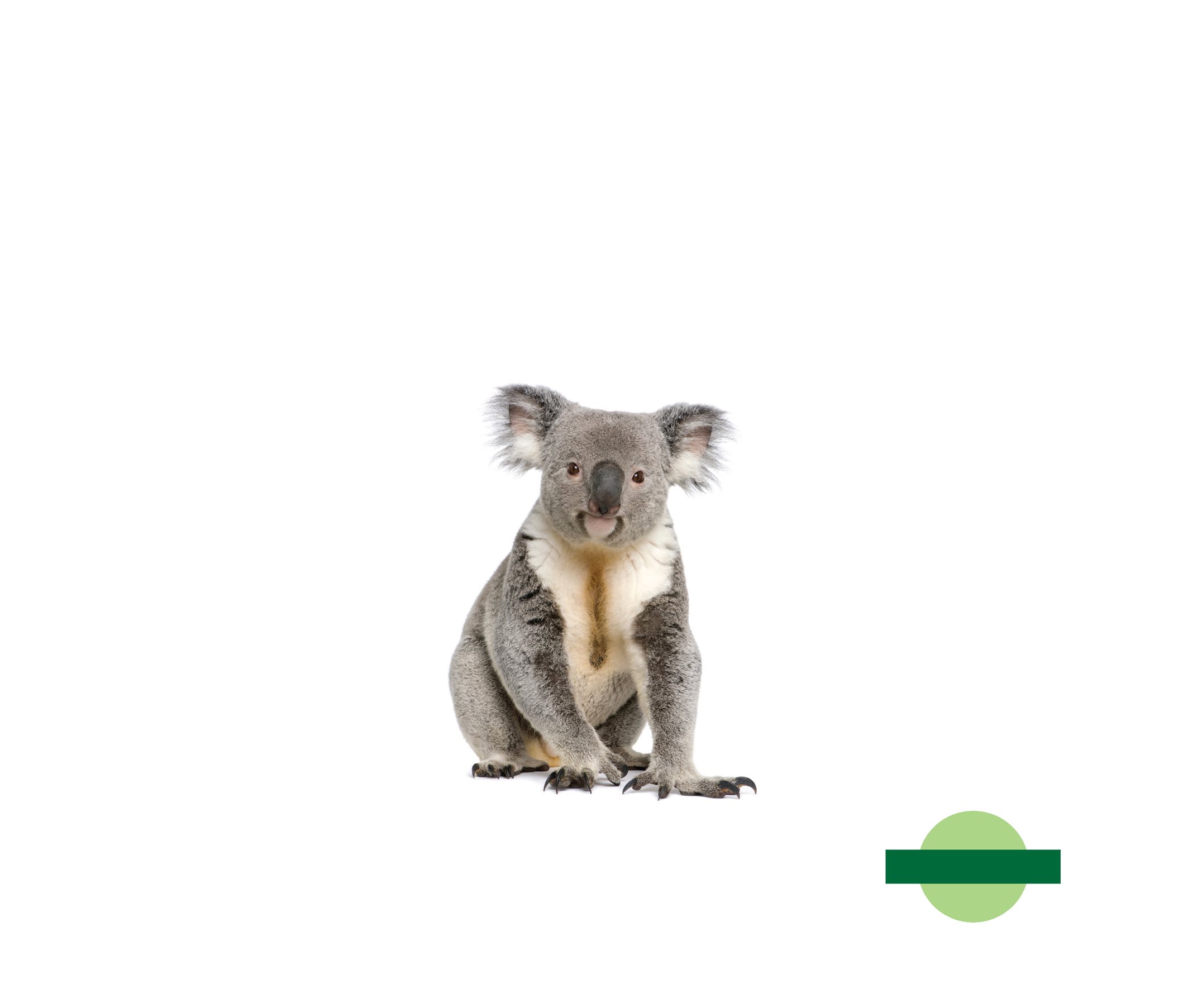 Abdo Kids AUSTRALIAN ANIMALS Koala by Grace Hansen Abdo Kids Jumbo is - photo 3