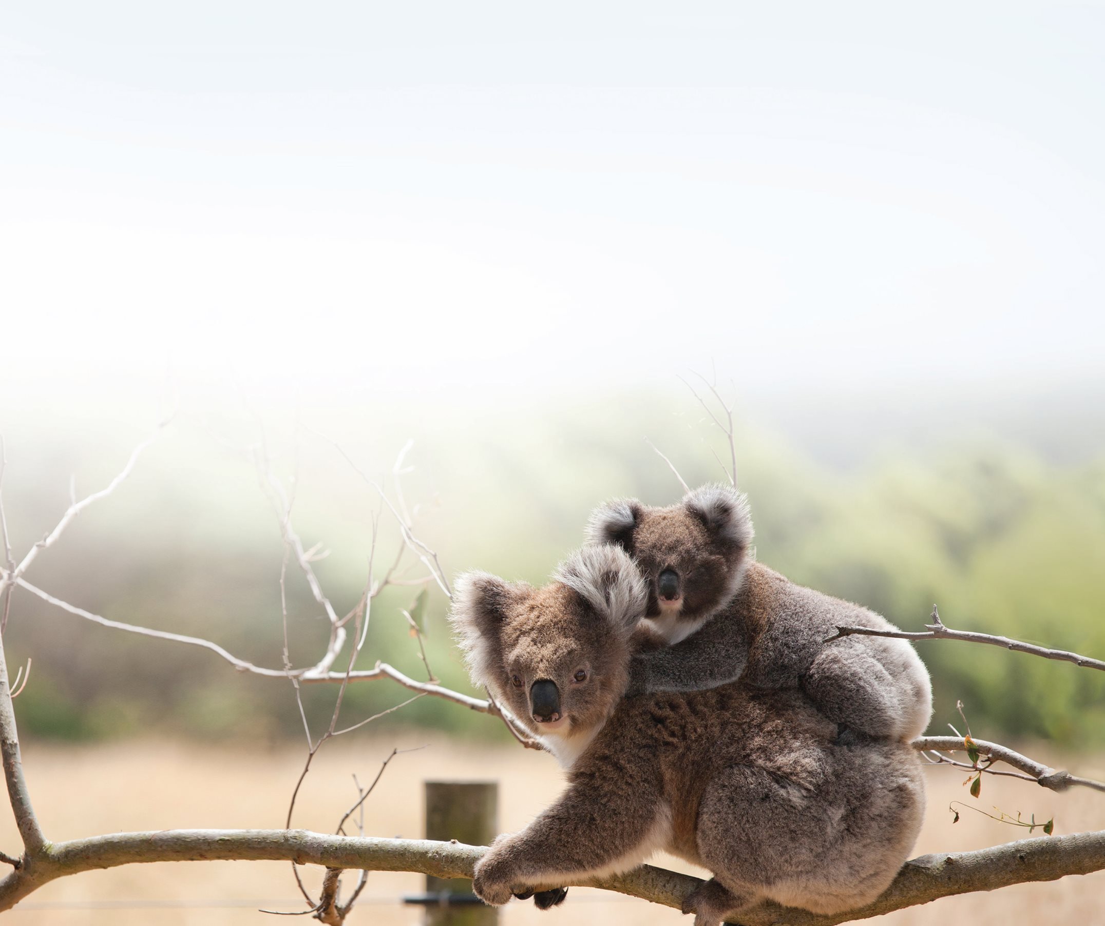 Table of Contents Koalas Koalas may look like little bears But they - photo 5