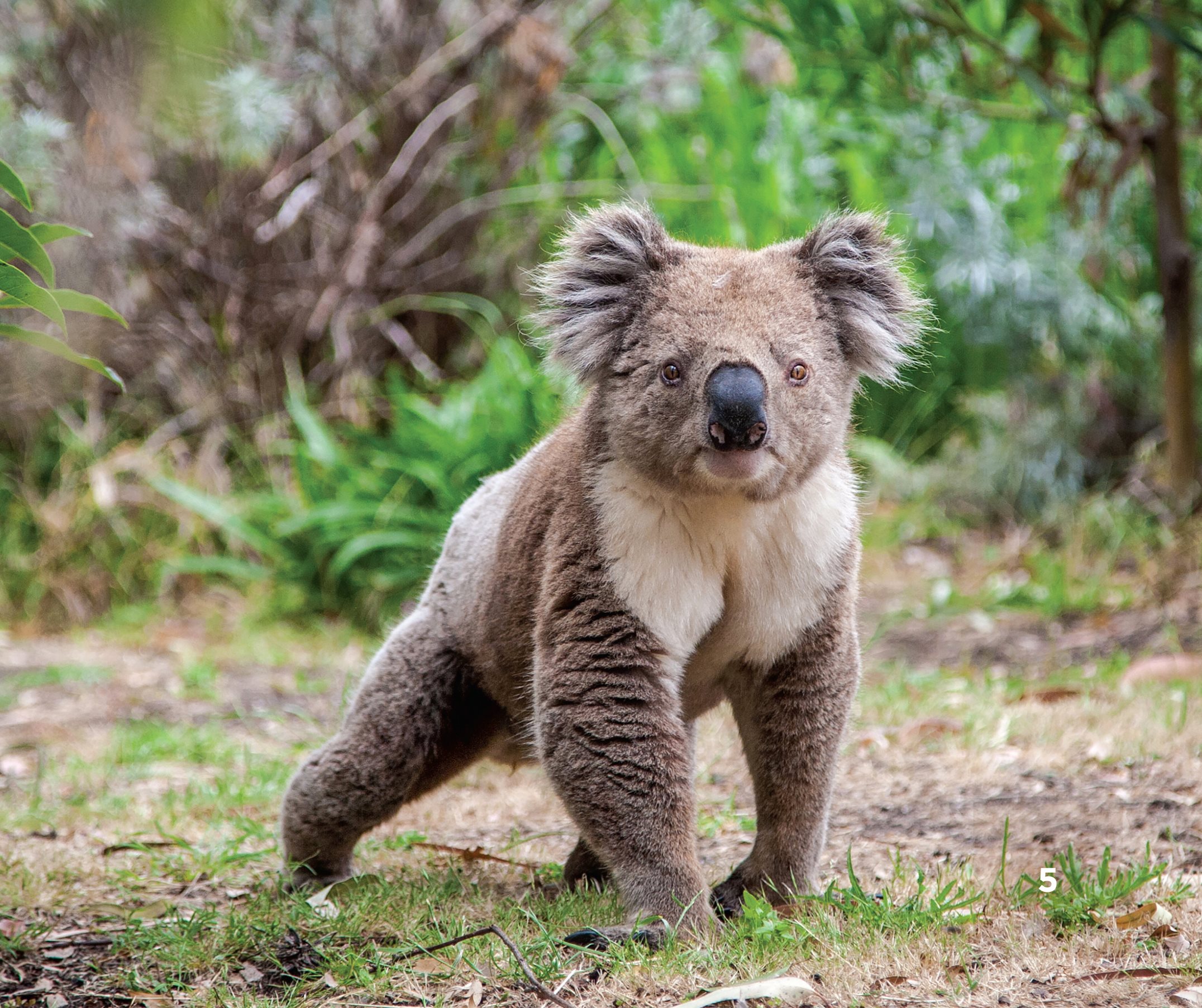 Koalas live in eastern and southeastern Australia They make their homes up - photo 7