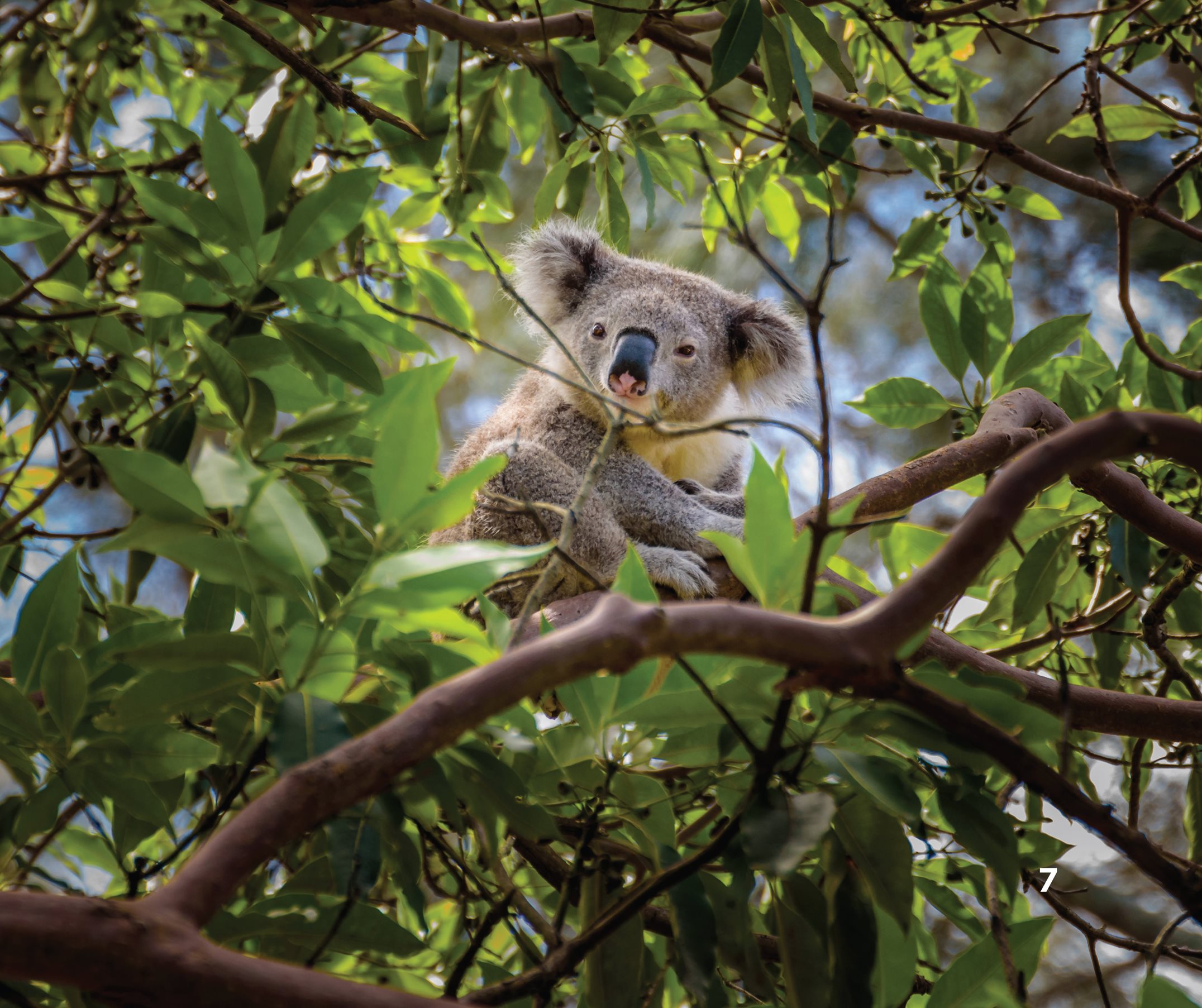 A koala is covered in thick coarse hair It feels like sheeps wool A - photo 9