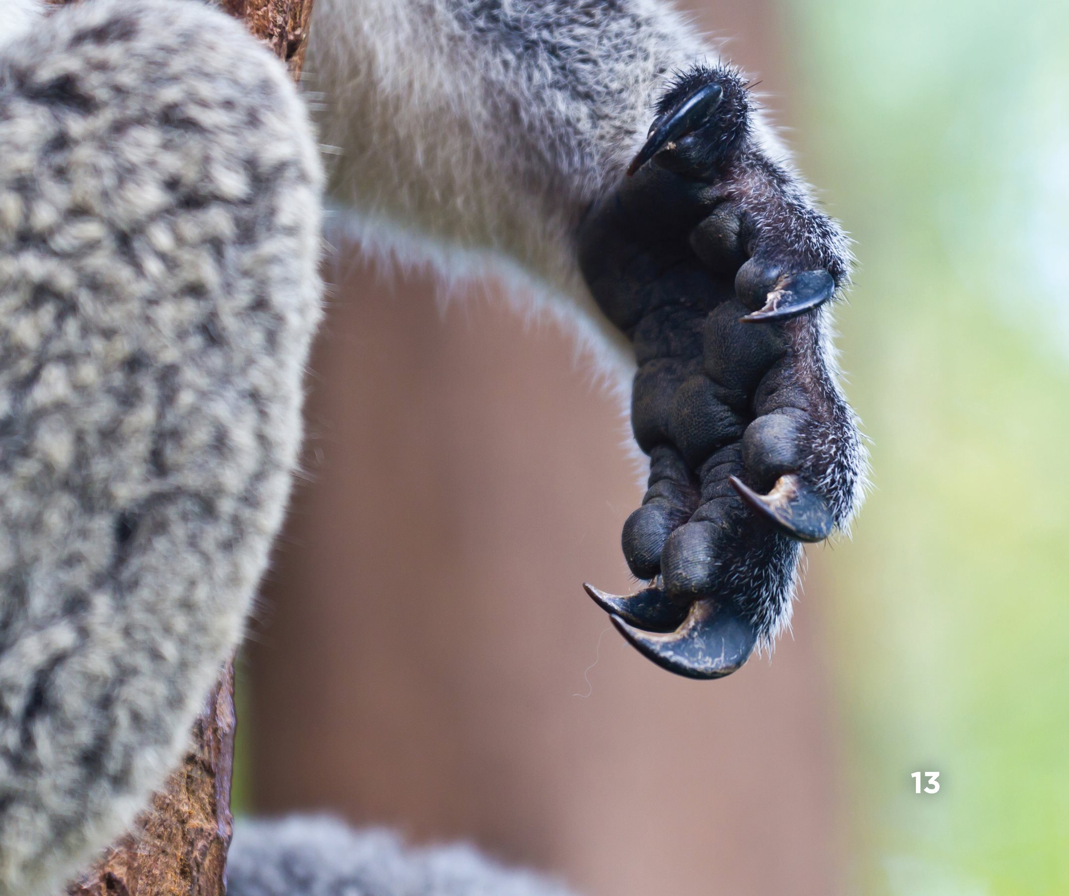 A koalas arms and shoulders are strong The koala is good at climbing - photo 15