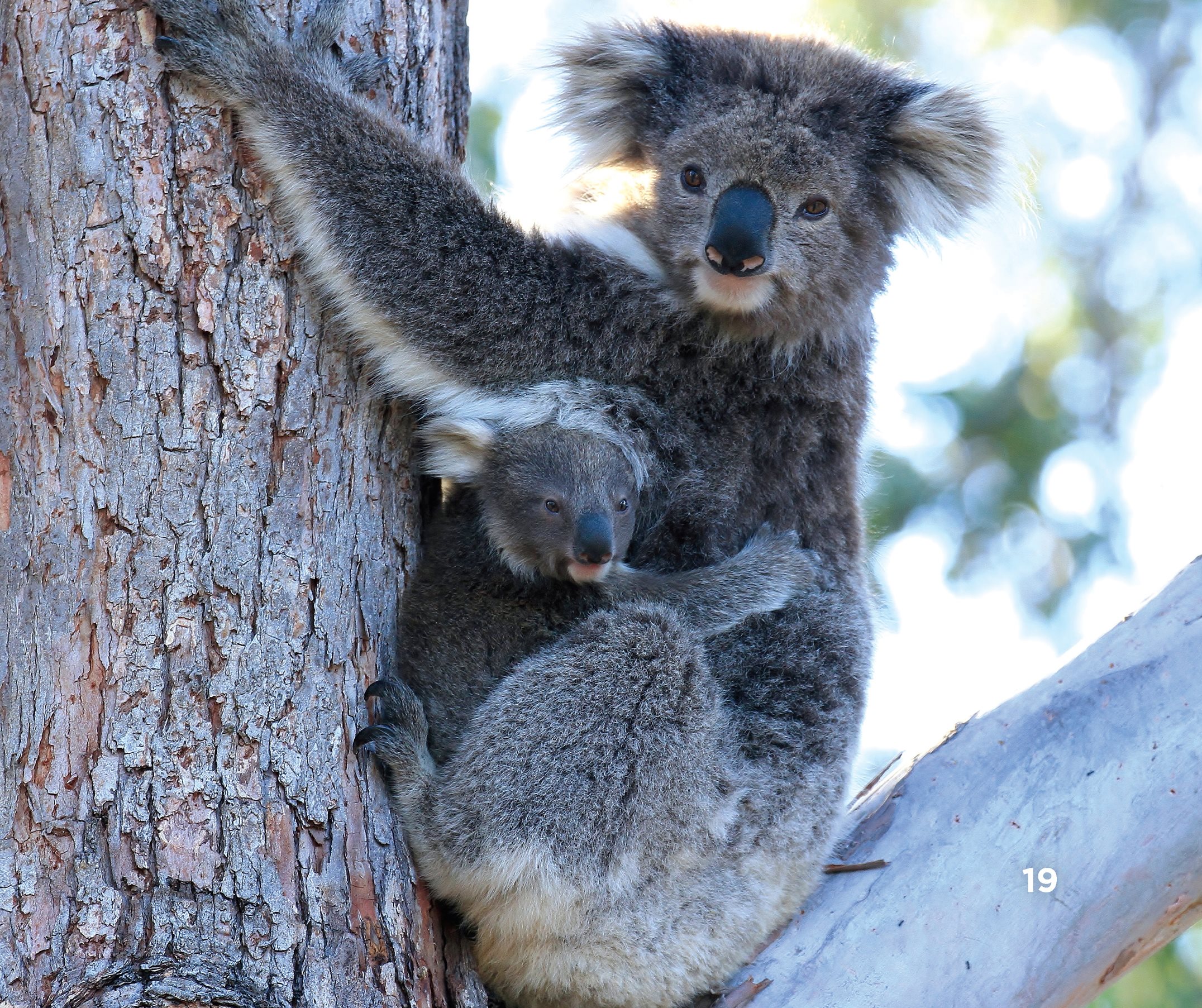 The joey stays in its mothers pouch and drinks milk After months it rides - photo 21