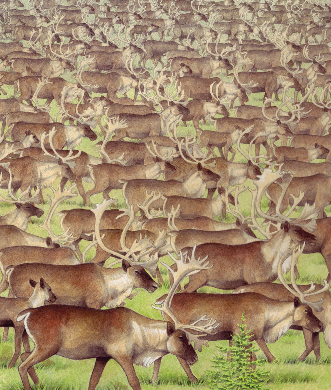 Imagine seeing hundreds or thousands of the same sort of animal in one place - photo 4