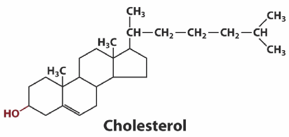 Fig 1 The free or unesterified cholesterol molecule Its crucial to make one - photo 3