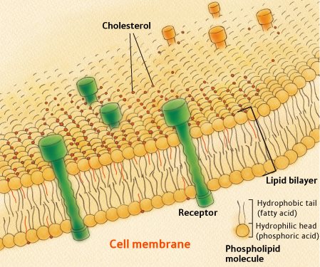 Fig 2 Cholesterol part of every cell wall Cholesterol is vital for hormone - photo 4