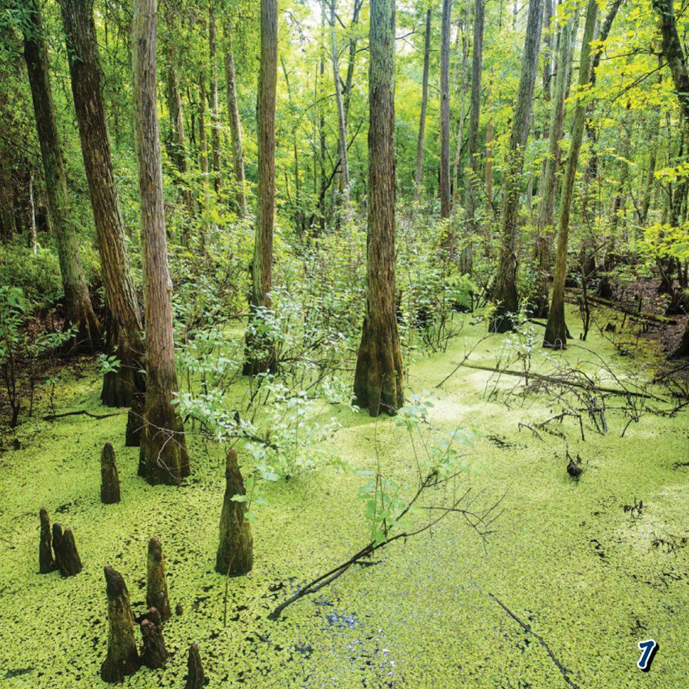 Freshwater Swamps Freshwater swamps form inland commonly around lakes - photo 9