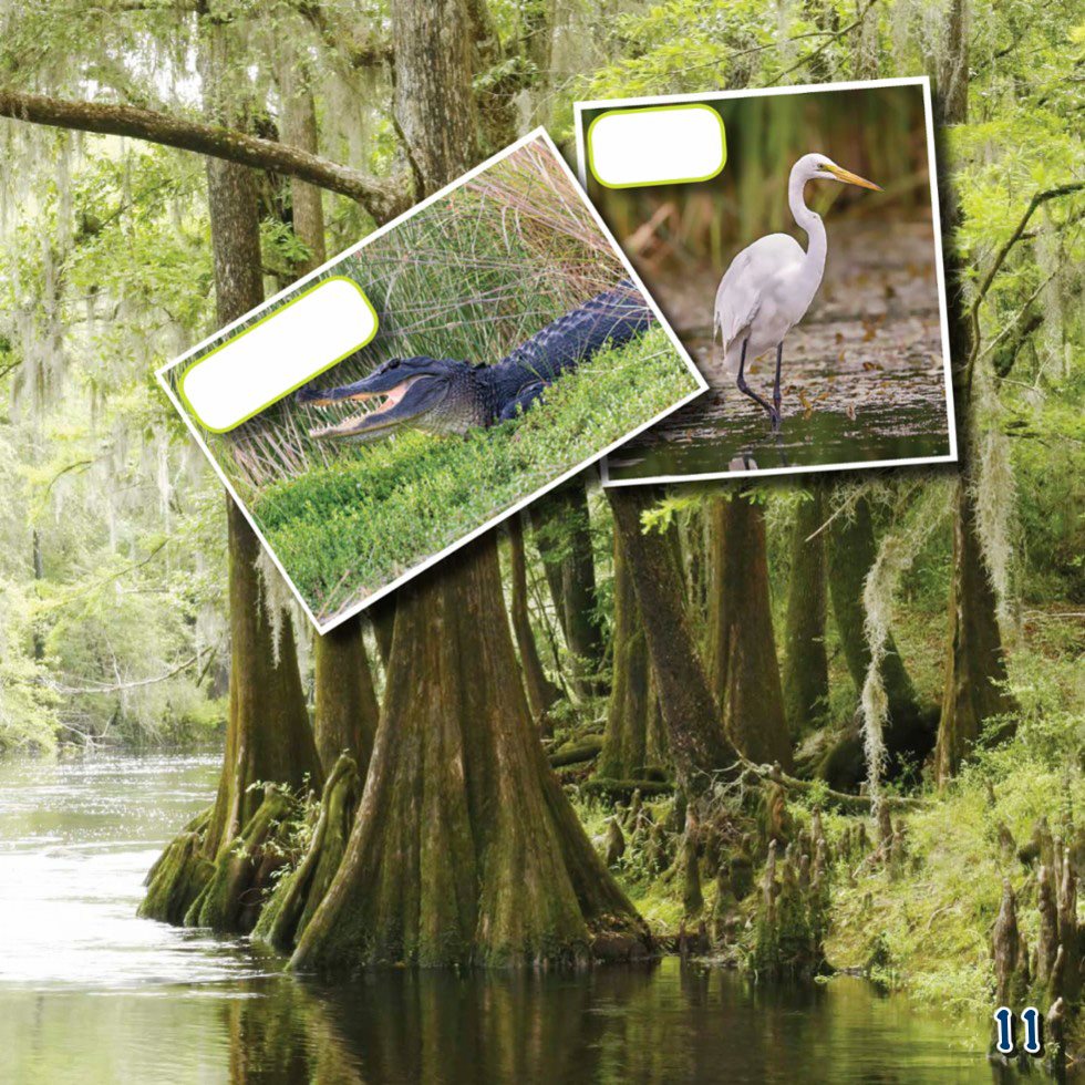 alligator egret Saltwater Swamps Saltwater swamps form on tropical - photo 13