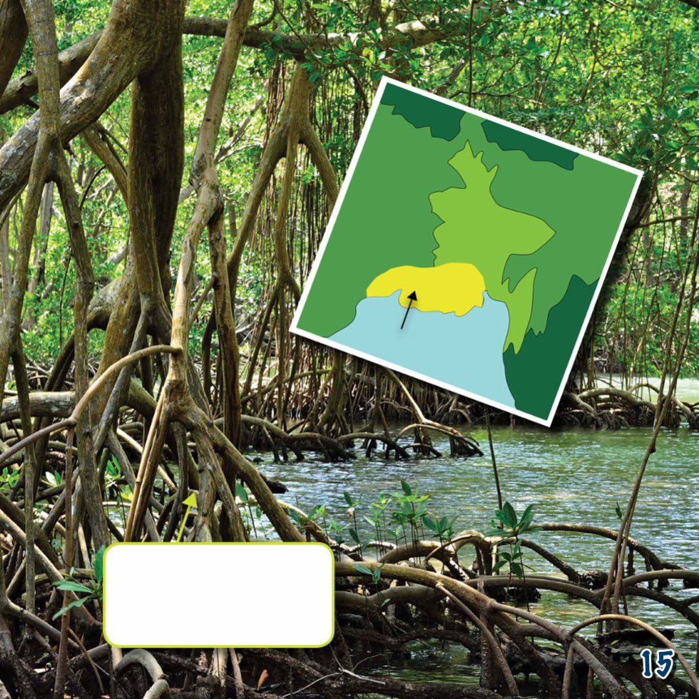 mangrove trees of Sundarbans forest India Bangladesh Sundarbans Fish - photo 17