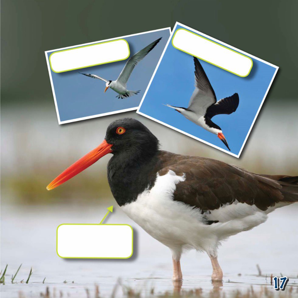 least tern black skimmer American oystercatcher Bug Home Both - photo 19