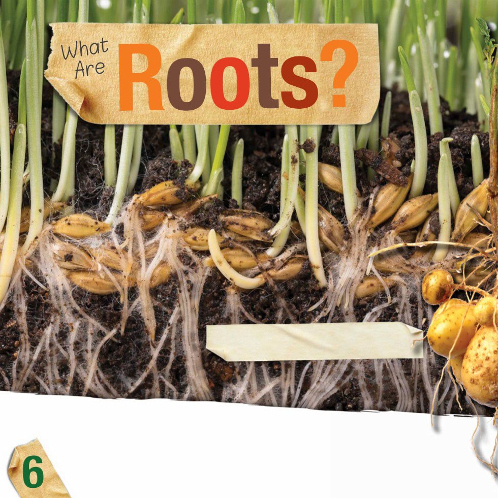 What Are Roots Roots are the part of a plant that typically grow downward - photo 8