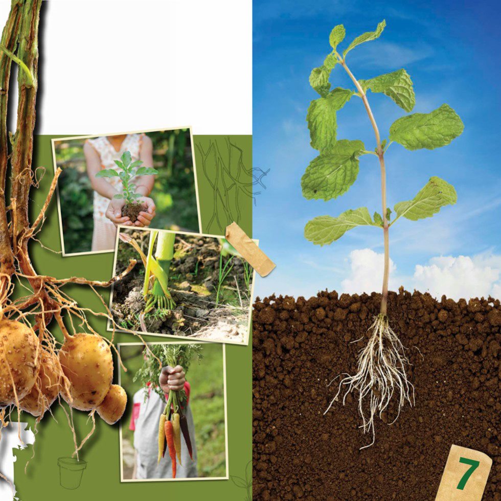 Roots are very important They absorb water and nutrients from the soil that - photo 9