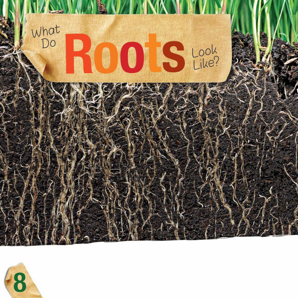 What Do Roots Look Like Roots come in many different shapes sizes and - photo 10