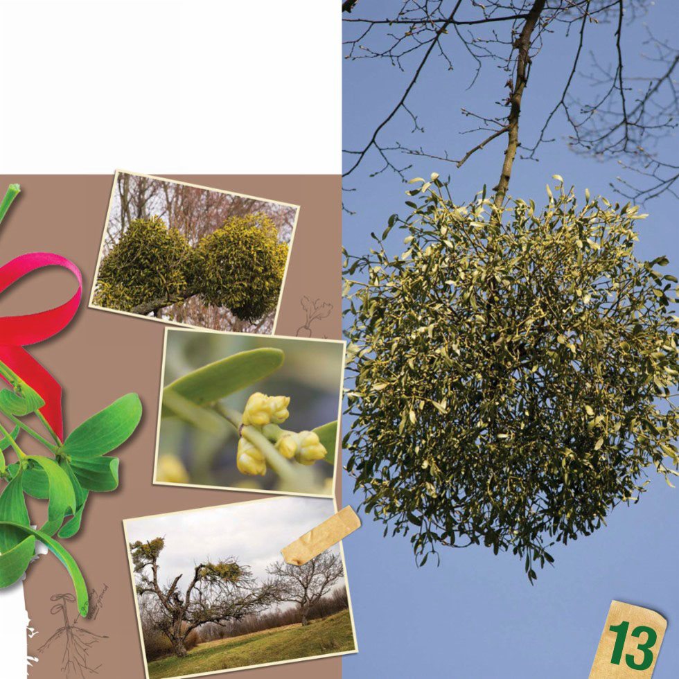 Mistletoe grows on trees Its roots break into a trees bark and share the - photo 15