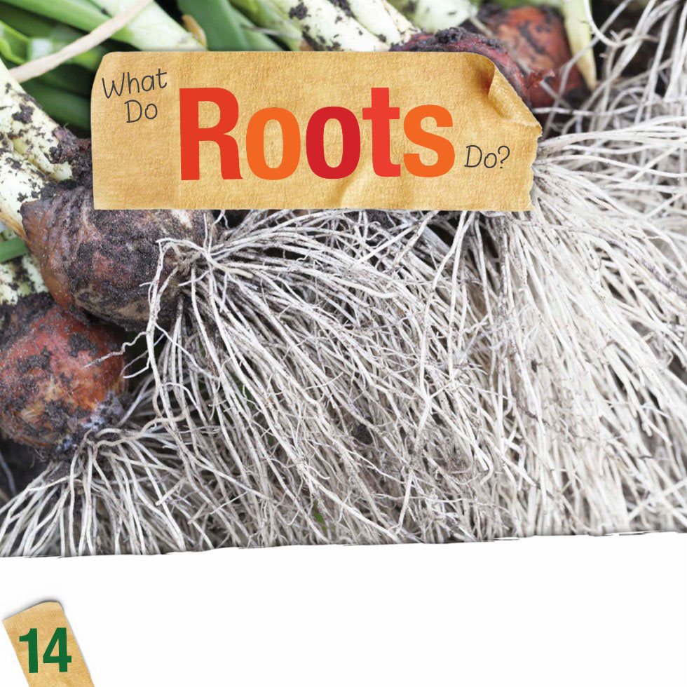 What Do Roots Do Roots that grow downward into the soil absorb water and - photo 16