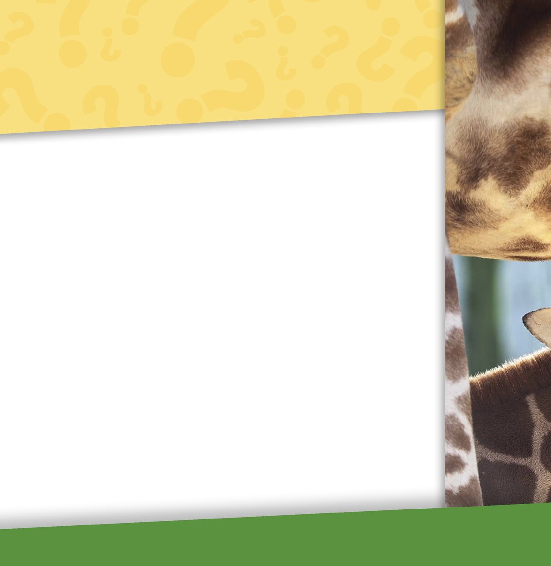 Giraffes are mammals A mammal is a warm-blooded animal that is usually - photo 10