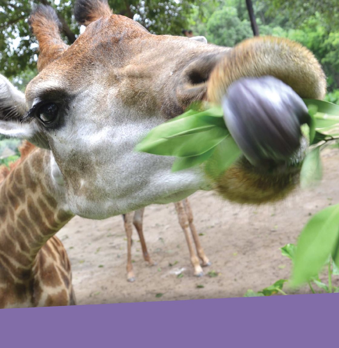 This giraffe uses its long neck to reach a clump of leaves For Feeding or - photo 15