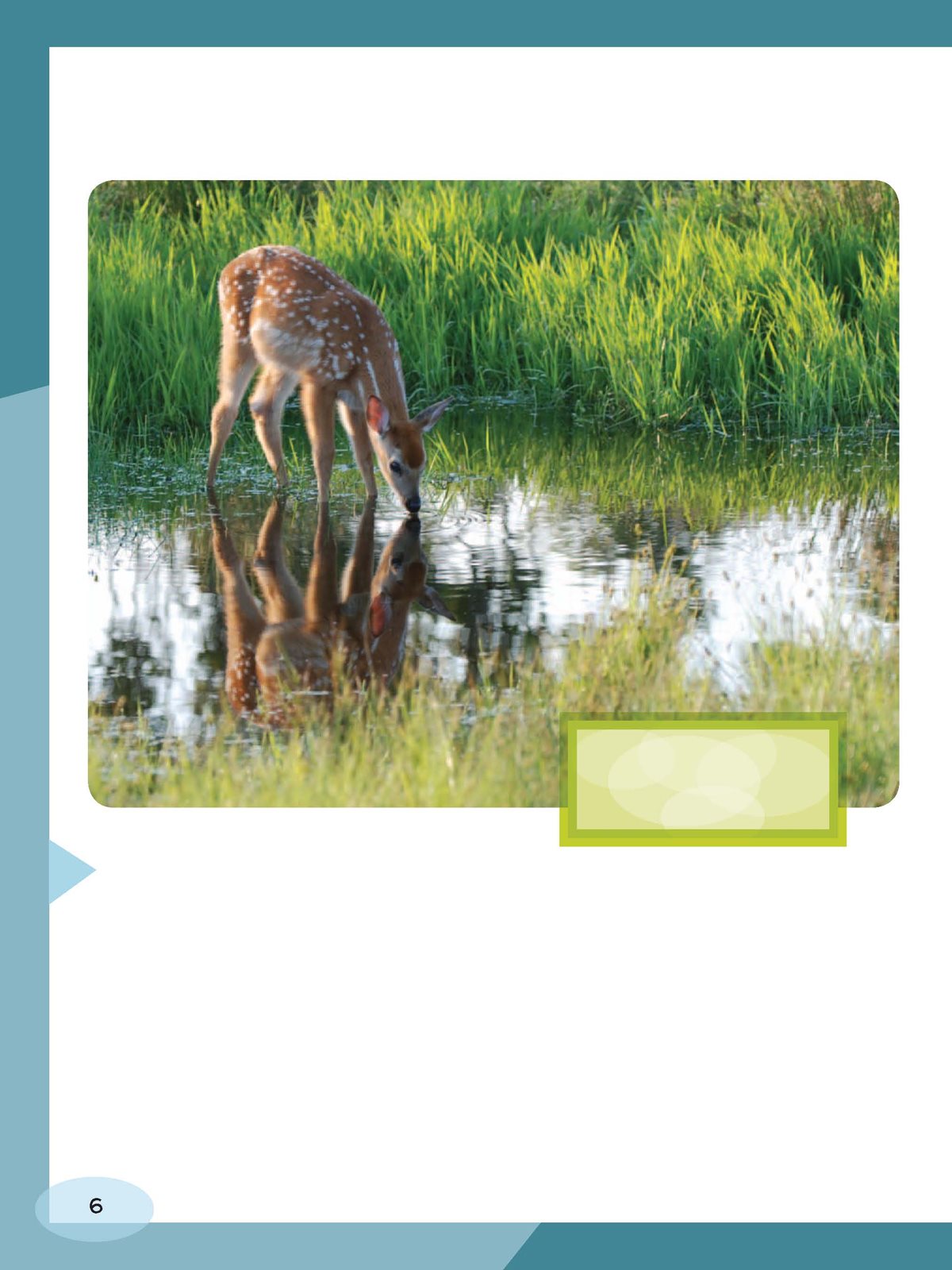 A young white- tailed deer has come to a pond to drink water - photo 6