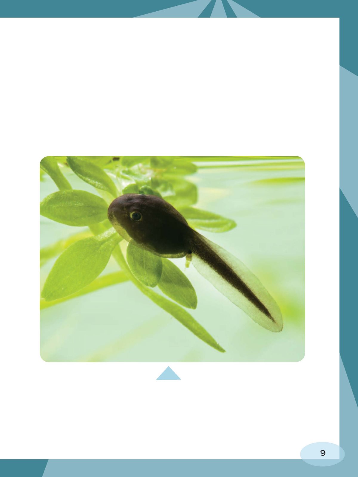 Lakes have many food chains Imagine that a tadpole eats a plant Then a - photo 9