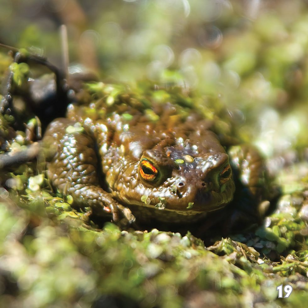 Welcome Spring Hibernating helps animals get through the long cold - photo 21