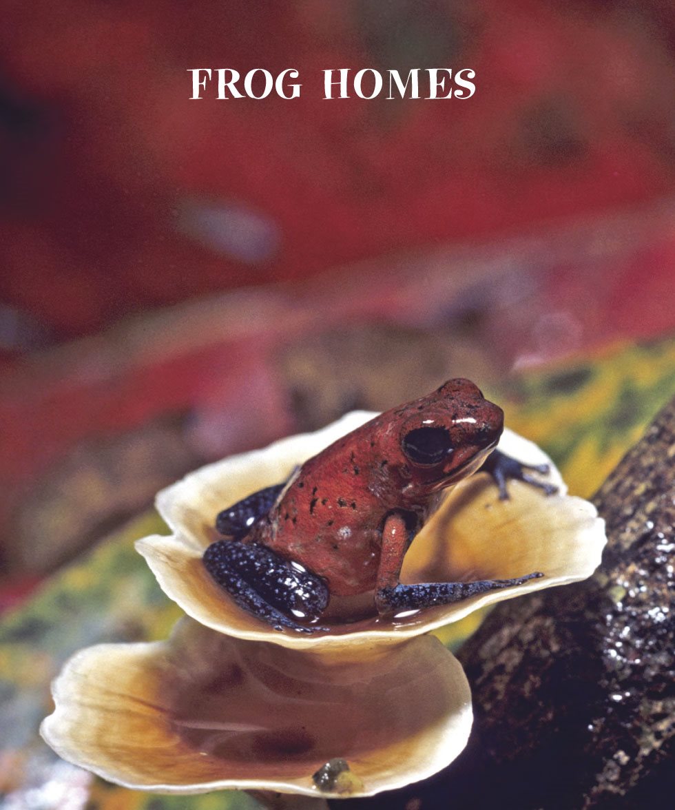 FROG HOMES Poison dart frogs like warm wet places Some live high in trees - photo 6