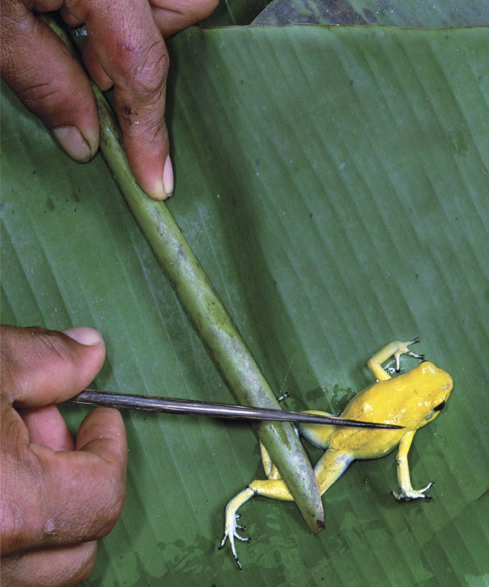 The golden poison dart frog is the most poisonous of all poison dart frogs - photo 11