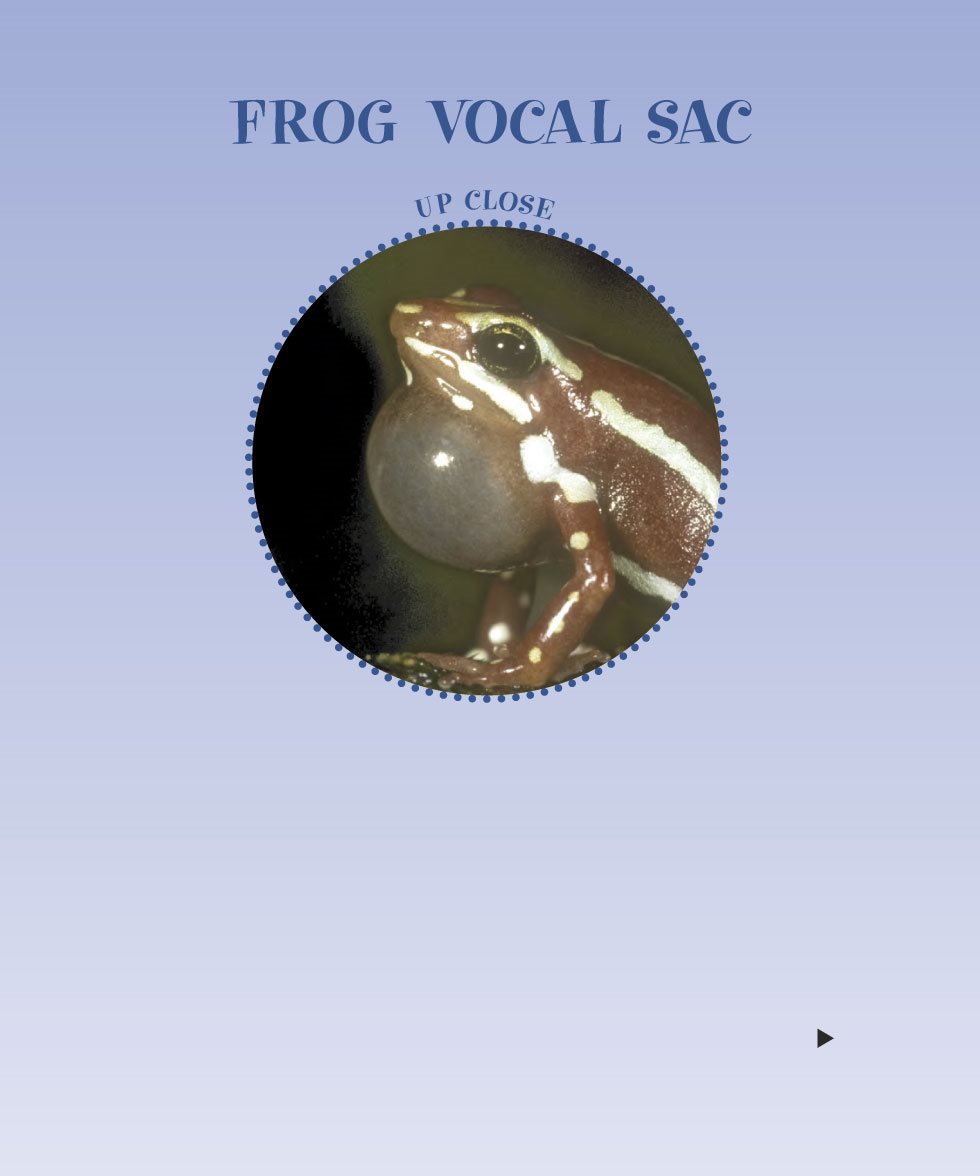 FROG VOCAL SAC A male poison dart frog pushes air into his vocal sac The - photo 12