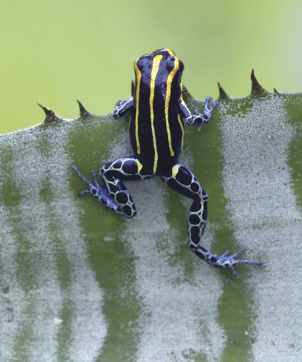 FROG TOES Poison dart frogs crawl around on the forest floor - photo 15