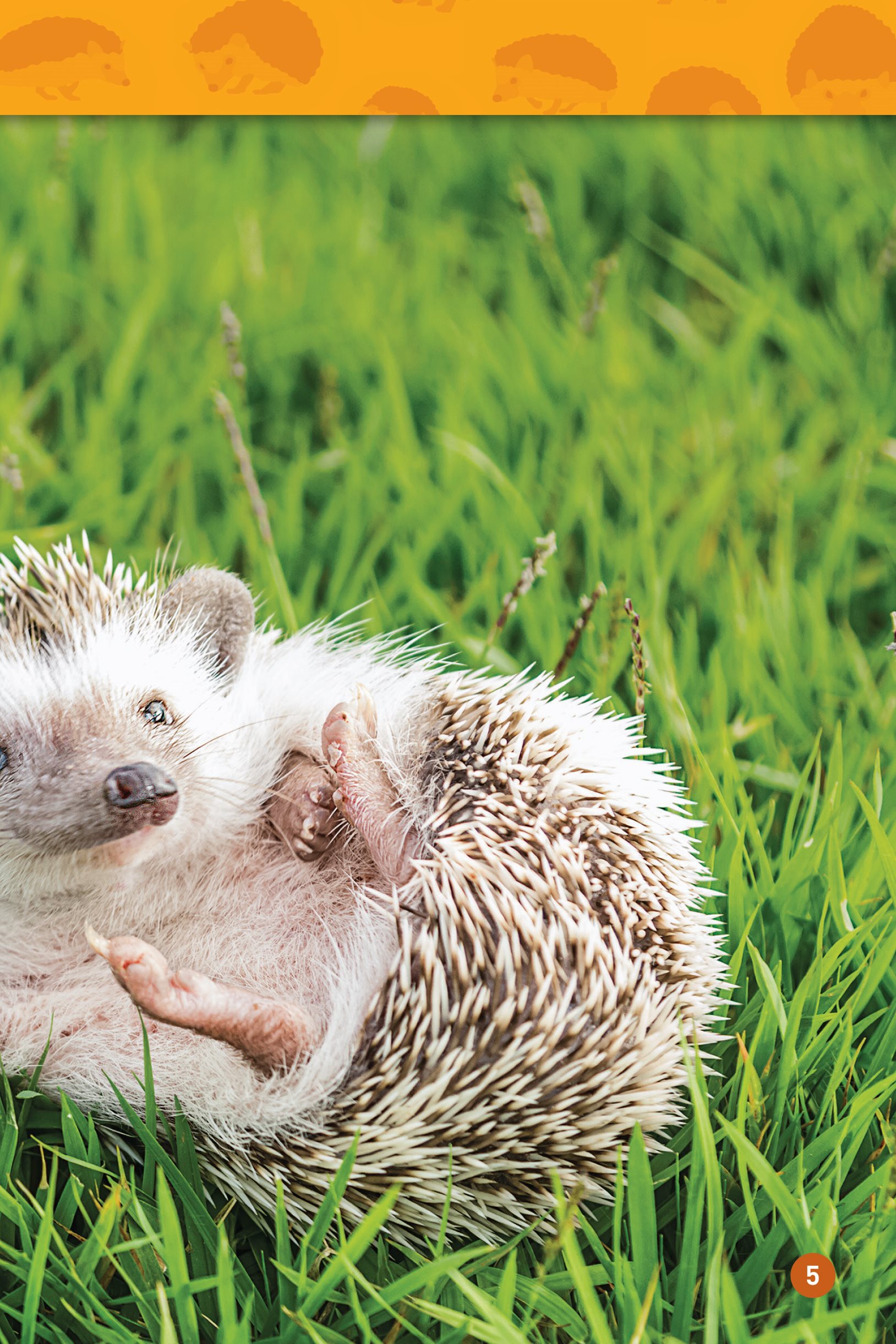 Hedgehogs are small animals about the size of a guinea GHIN- ee pig They - photo 7