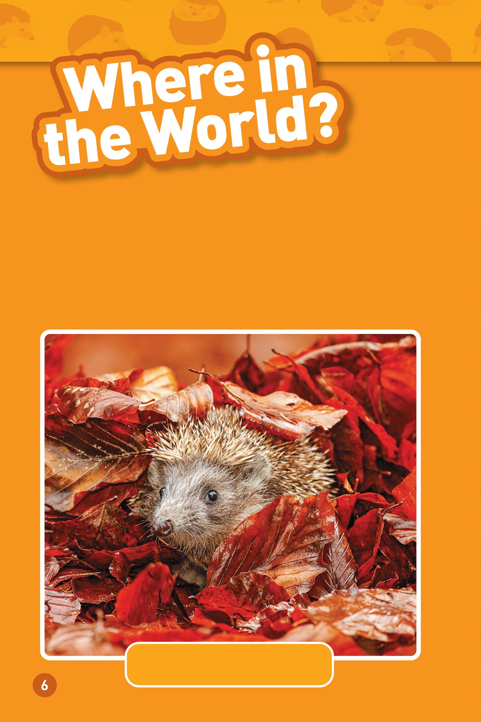 Hedgehogs live on the ground in forests fields and deserts They live in - photo 8