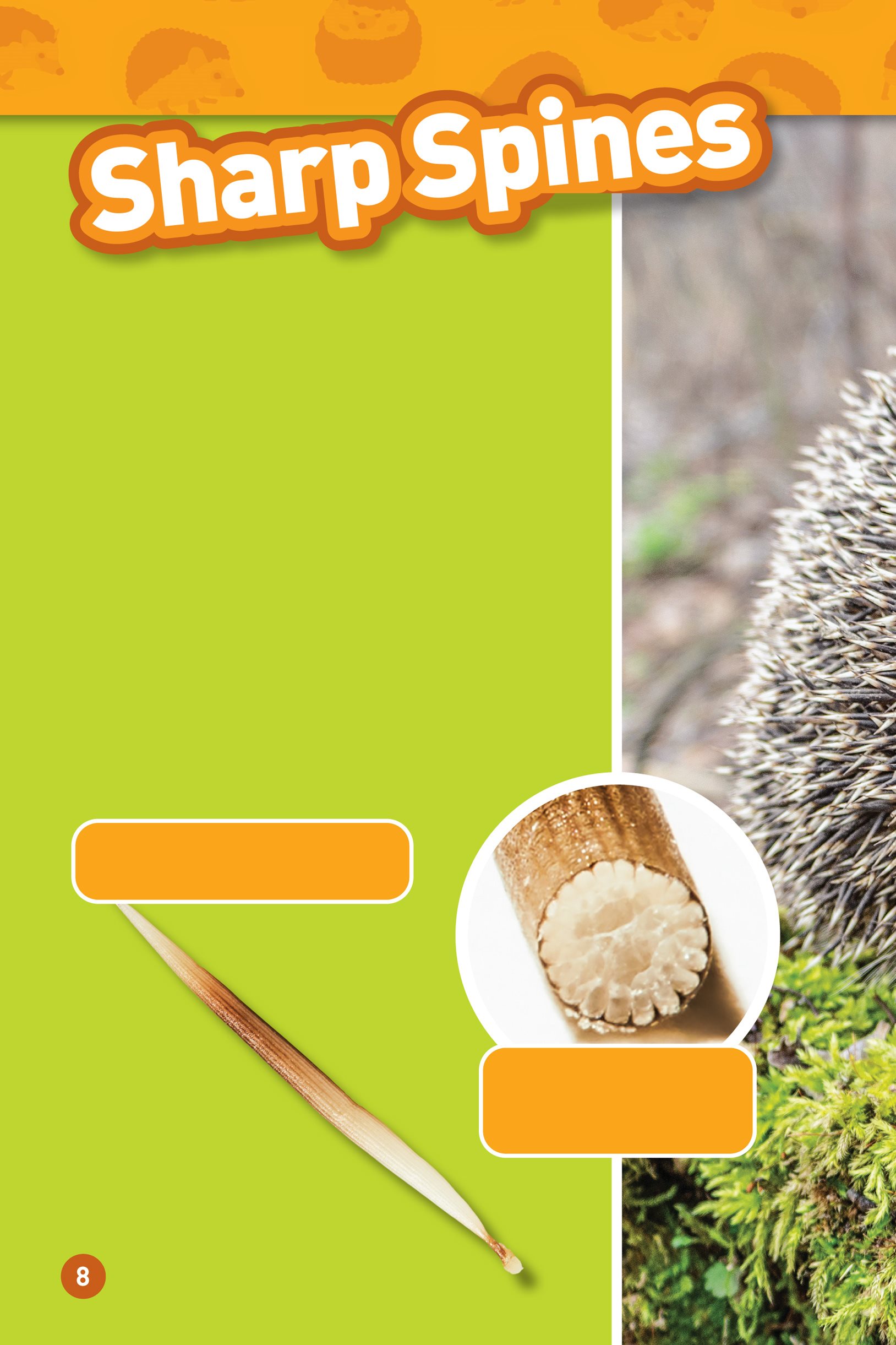 All hedgehogs have spines Spines are hard pointy hairs They keep the - photo 10