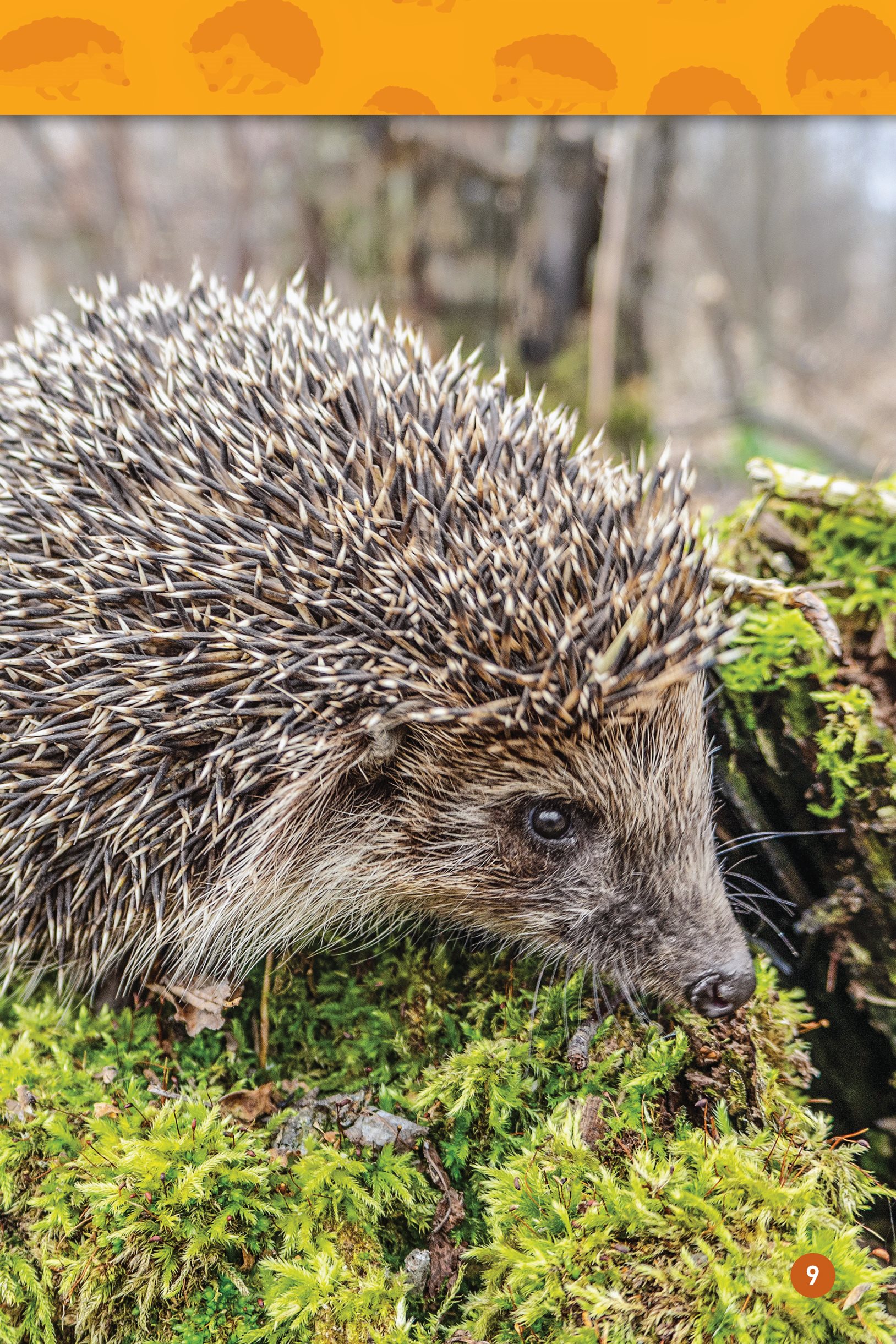 When danger is near a hedgehog curls into a ball Its face and soft belly - photo 11