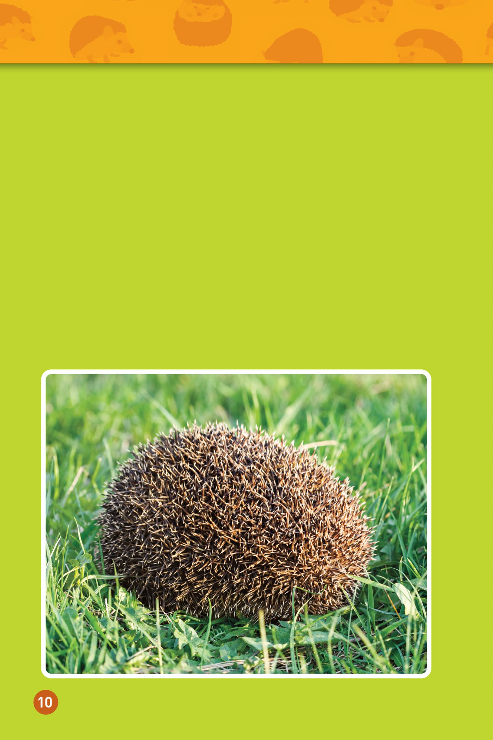 When danger is near a hedgehog curls into a ball Its face and soft belly - photo 12