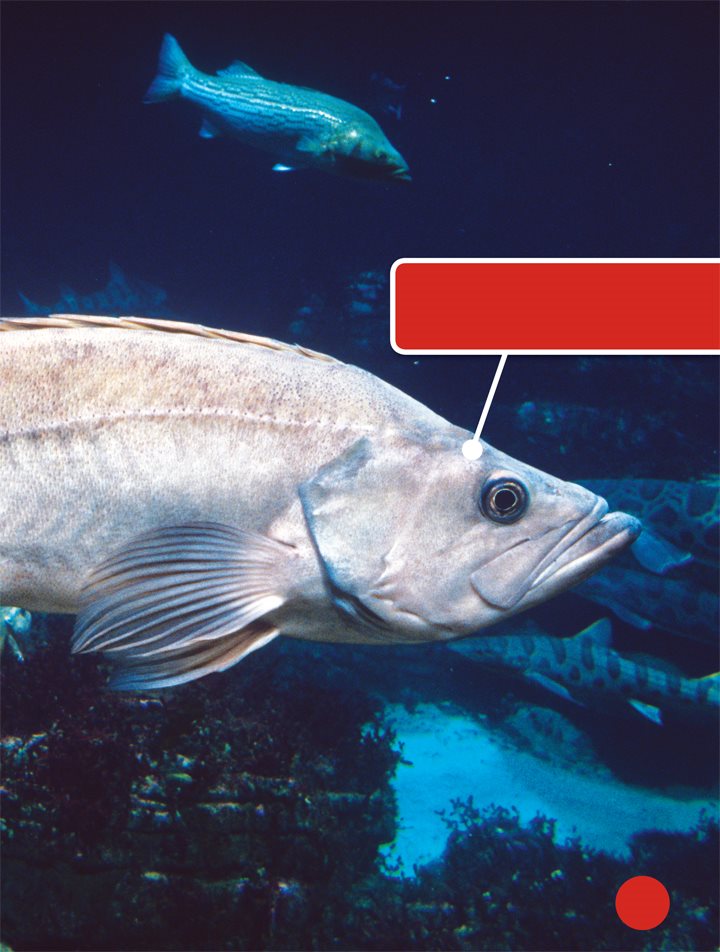 Bocaccio rockfish eat other small fish Water pollution has endangered - photo 11