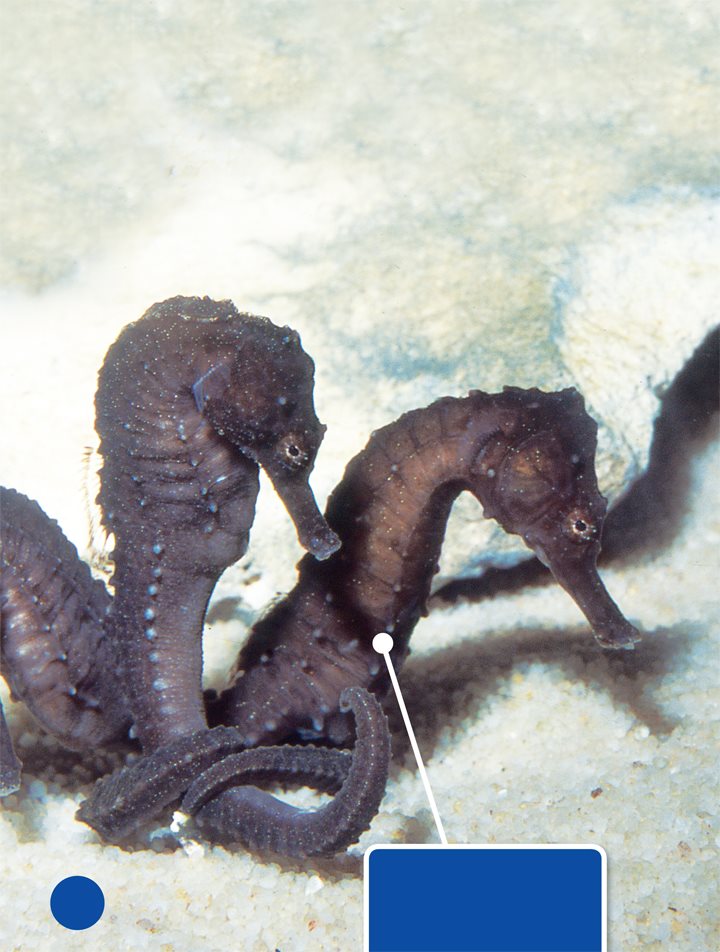 The cape seahorse lives near South Africa This tiny fish has one fin and a - photo 12