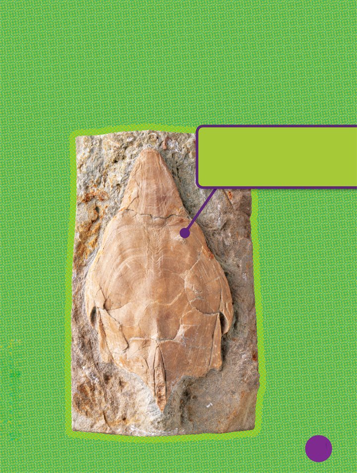 Pteraspis was inches 20 centimeters long Its fossils have been found in - photo 17