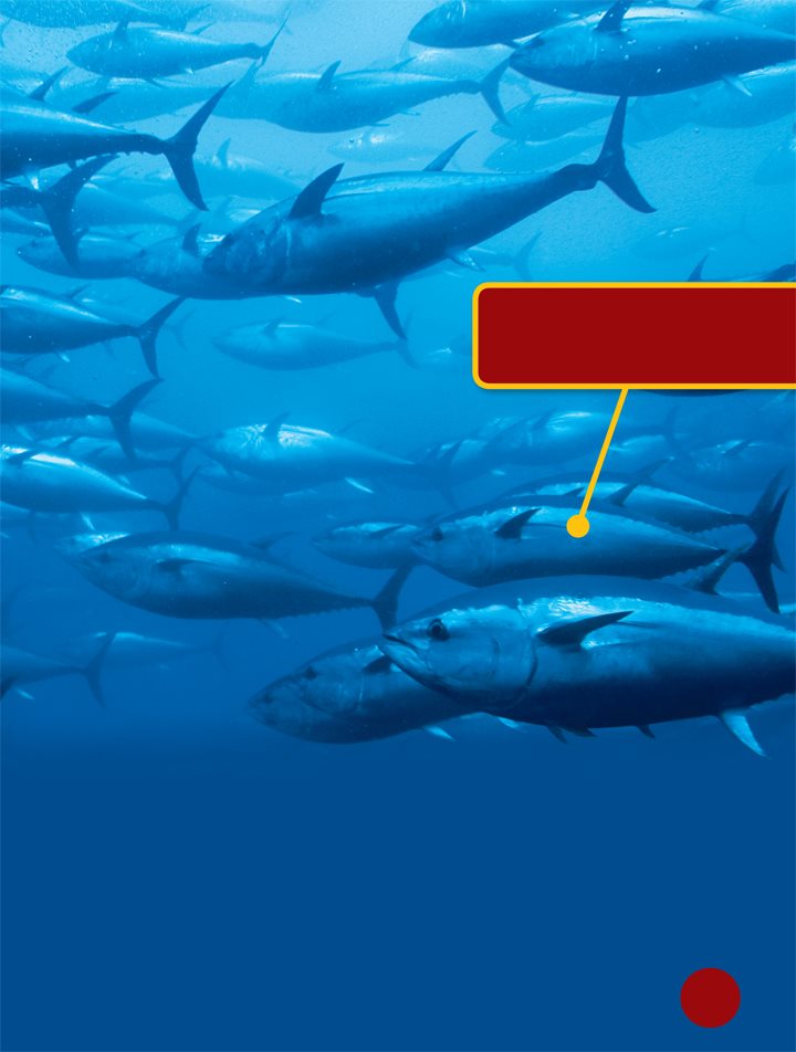 These bluefin tuna are endangered There are many types of fish in the - photo 5