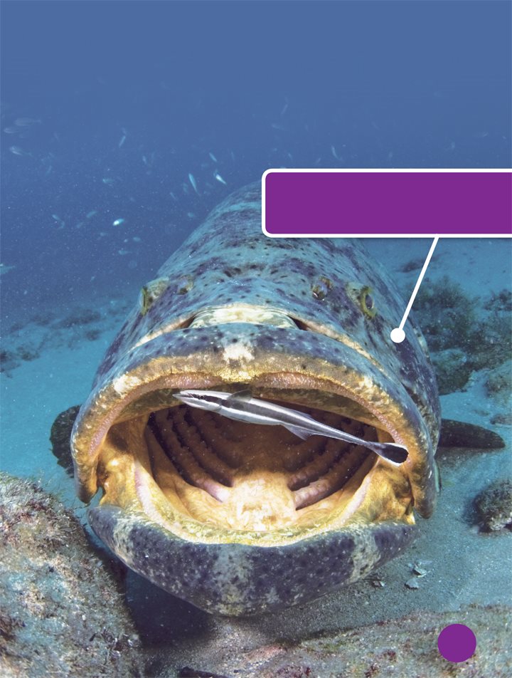 The Atlantic goliath grouper can have more than three rows of teeth Not - photo 9