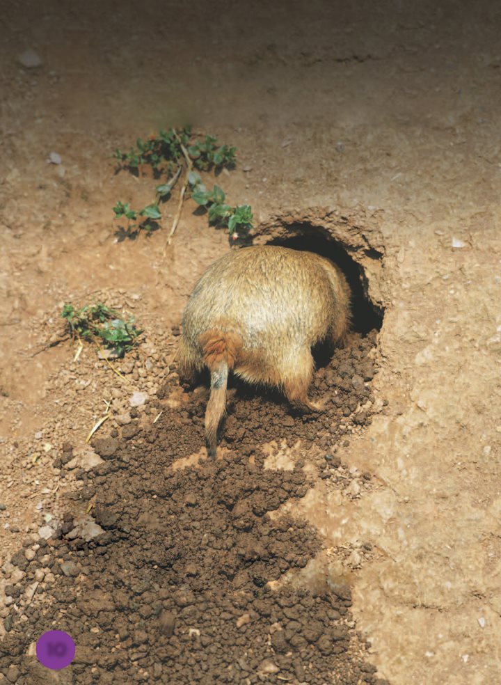 As a prairie dog digs it throws dirt out of its burrow - photo 11