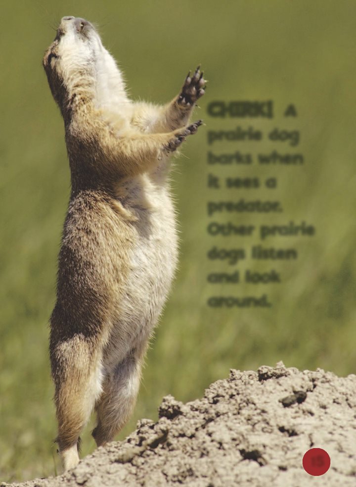 CHIRK A prairie dog barks when it sees a predator Other prairie - photo 16