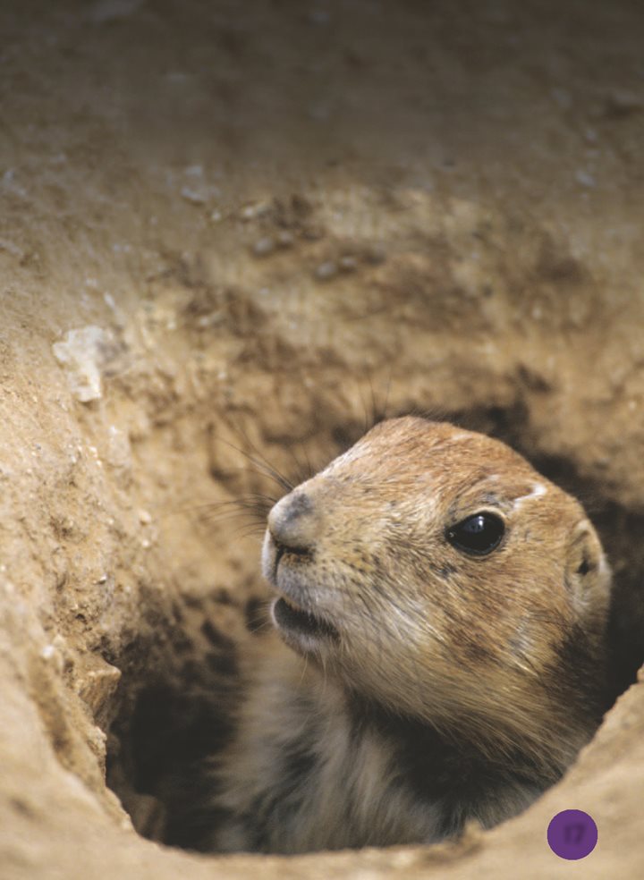 The prairie dogs hear the predator go away - photo 18