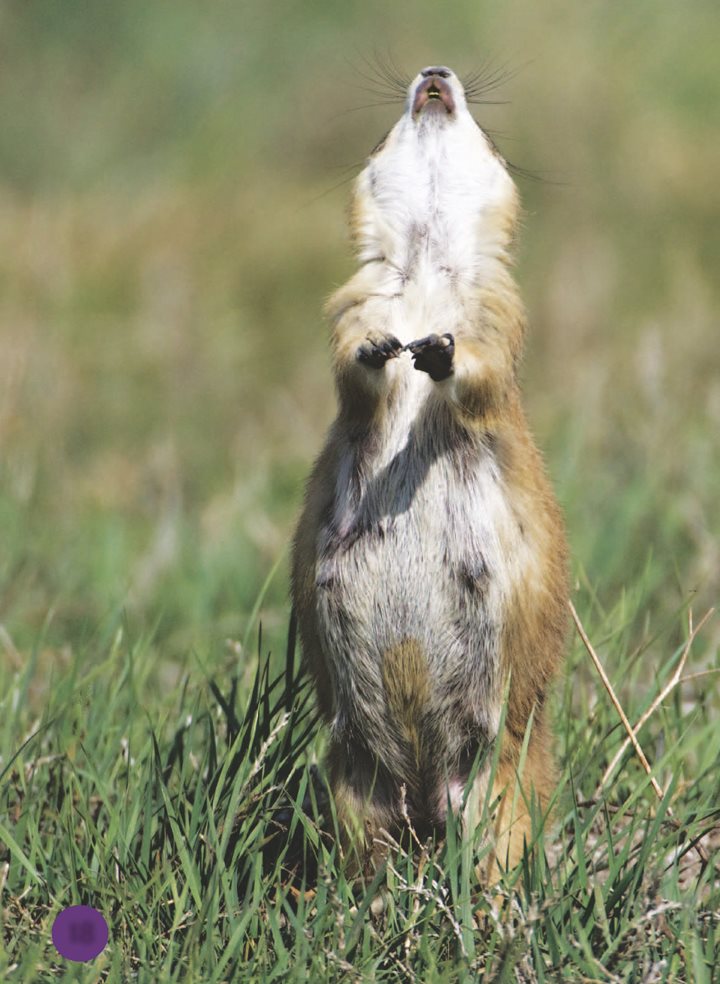 YIP It is safe to come out now When prairie dogs bark messages - photo 19