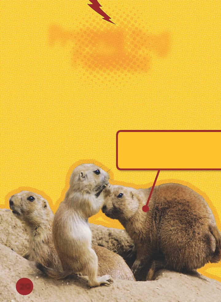 Prairie Dog Families A prairie dog family is called a coterie A coterie - photo 21