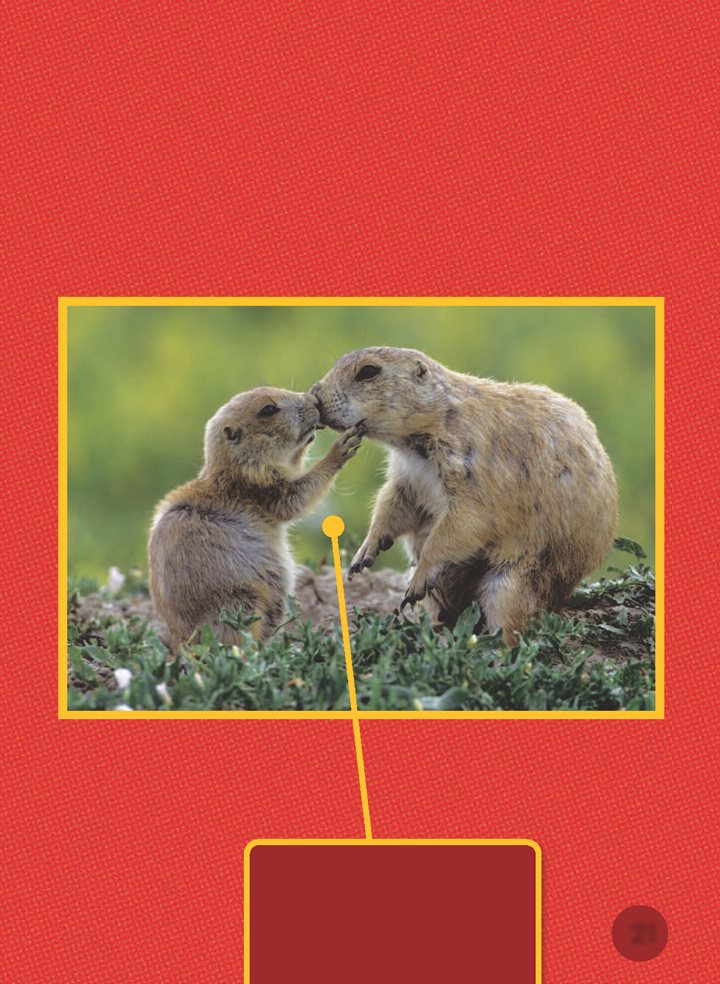 Prairie dogs in a coterie do many things to stay close They kiss A - photo 22